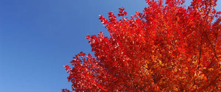 Red tree blue background 