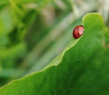Green leaf with ladybird 